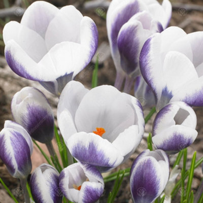Crocus Prins Claus Flowering Bulbs (250 Pack) - 4