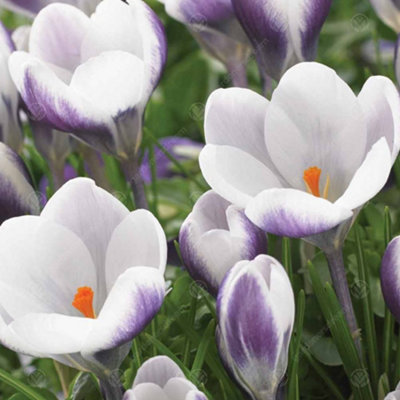 Crocus Prins Claus Flowering Bulbs (250 Pack) - 5