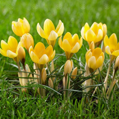 Crocus Romance Flowering Bulbs (200 Pack)