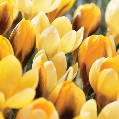 Crocus Romance Flowering Bulbs (200 Pack) - 3