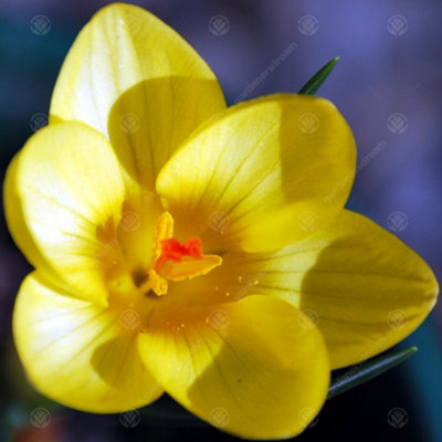 Crocus Romance Flowering Bulbs (200 Pack) - 4