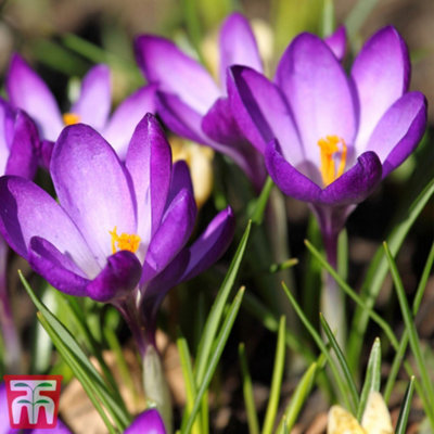 Crocus Ruby Giant 25Spring Bulbs