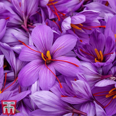 Crocus (Saffron) Sativus 60 Bulbs