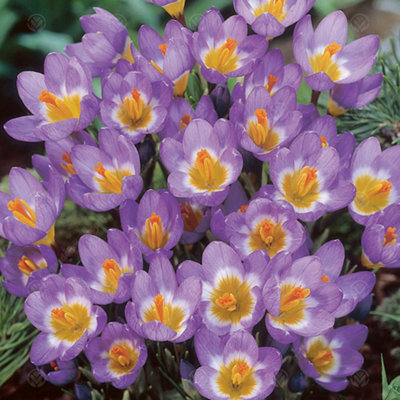 Crocus Sieberi Tricolour Flowering Bulbs (200 Pack)