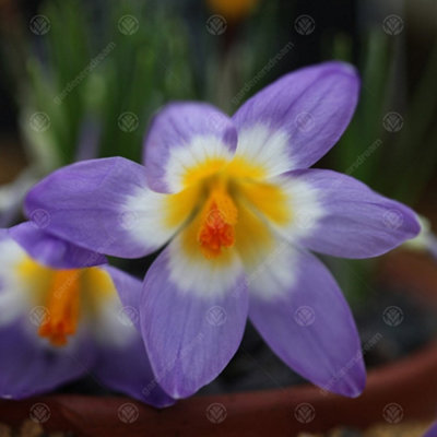 Crocus Sieberi Tricolour Flowering Bulbs (200 Pack)