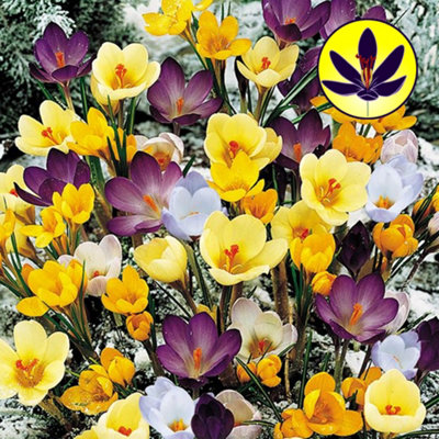 Crocus Species Mixed Flowering Bulbs - Diverse Mix of Blooms, 250 Pack