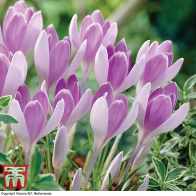 Crocus Vanguard 15 Spring Bulbs