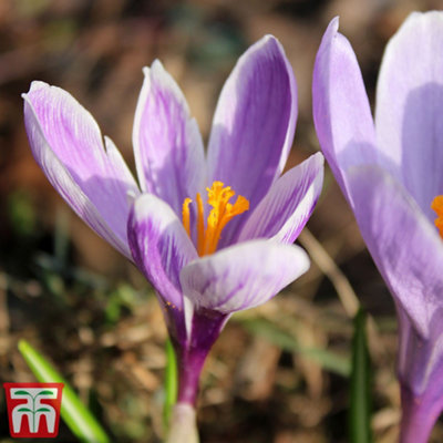 Crocus Vanguard 15 Spring Bulbs