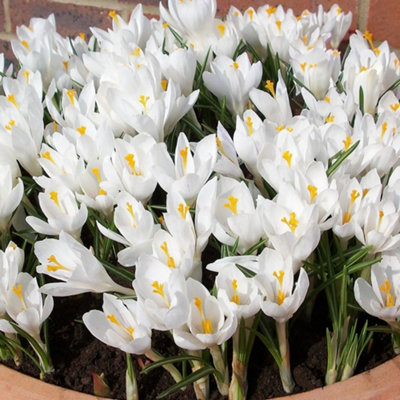 Crocus White Flowering Bulbs - Pure White Blooms, 100 Pack