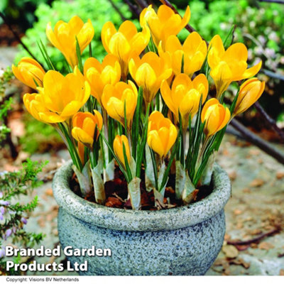 Crocus Yellow Mammoth 20 Bulbs