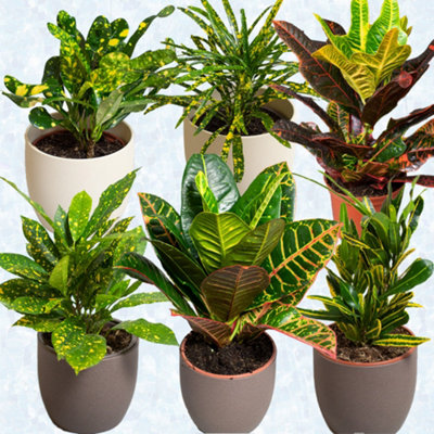 Croton Plants Indoor - Mix of 6 Real House Plants in 13cm Growers Pots