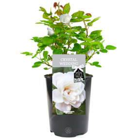 Crystal Wedding 15th Anniversary White Rose - Outdoor Plant, Ideal for Gardens, Compact Size