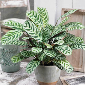 Ctenanthe Never Never Plant 'Burle-Marxii' in a 12cm Pot - Houseplants for Home and Office