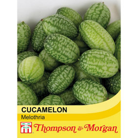Cucamelon Melothria 1 Seed Packet (20 Seeds)