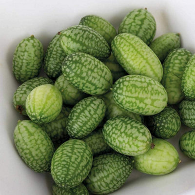 Cucamelon Melothria 1 Seed Packet (20 Seeds)