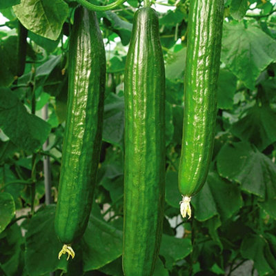 Cucumber (All Female) F1 Bella 1 Seed Packet (4 Seeds)