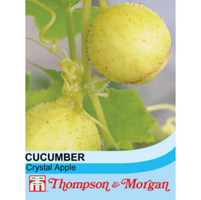 Cucumber Crystal Apple 1 Seed Packet (20 Seeds)