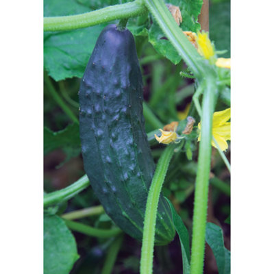 Cucumber F1 Burpless Tasty Green 1 Seed Packet (10 Seeds)
