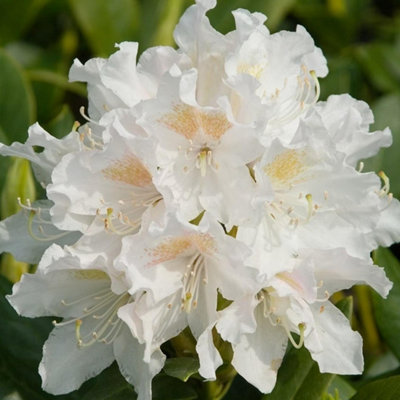 Cunningham's White Outdoor Shrub Plant Rhododendron Garden Plants 2L Pot