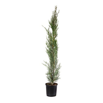 Cupressus sempervirens in a 20cm Pot 1.1-1.4M tall - 4