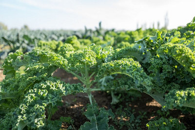 Curly Kale Blue Scotch Vegetable Seeds (Approx. 155 seeds) by Jamieson Brothers - 3