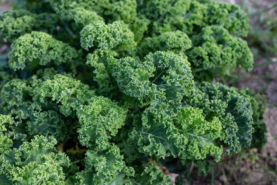 Curly Kale Blue Scotch Vegetable Seeds (Approx. 155 seeds) by Jamieson Brothers - 5