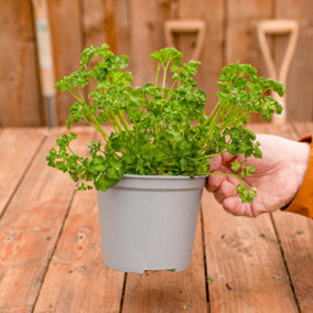 Curly Parsley Herb Plant - Distinct Curly Leaves, Classic Flavour (20-30cm Height Including Pot)