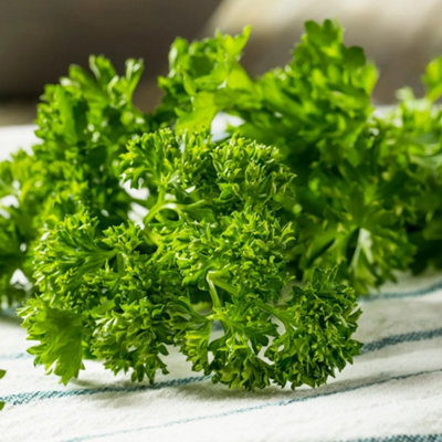 Curly Parsley Herb Plant - Distinct Curly Leaves, Classic Flavour (20-30cm Height Including Pot)