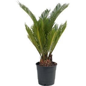 Cycas Revoluta - Classic and Resilient Indoor Plant for Interior Spaces (30-40cm Height Including Pot)