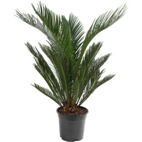 Cycas Revoluta - Classic and Resilient Indoor Plant for Interior Spaces (50-60cm Height Including Pot)