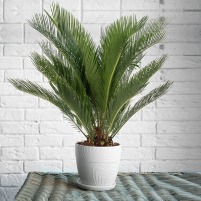 Cycas Revoluta - Classic and Resilient Indoor Plant for Interior Spaces (50-60cm Height Including Pot)
