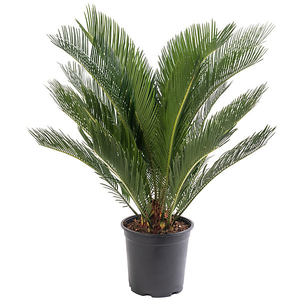 Cycas Revoluta 70cm Cycas Revoluta 70cm