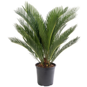 Cycas Revoluta - Classic and Resilient Indoor Plant for Interior Spaces (60-70cm Height Including Pot)