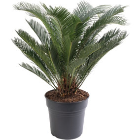 Cycas Revoluta - Classic and Resilient Indoor Plant for Interior Spaces (80-90cm Height Including Pot)