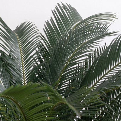 Cycas Revoluta - Classic and Resilient Indoor Plant for Interior Spaces (80-90cm Height Including Pot) - 3