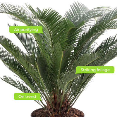 Cycas Revoluta - Classic and Resilient Indoor Plant for Interior Spaces (80-90cm Height Including Pot)