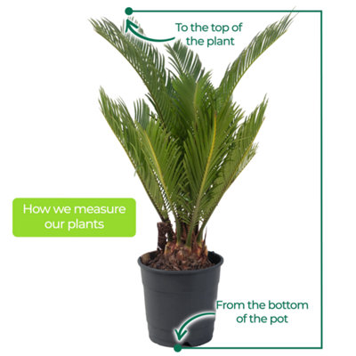 Cycas Revoluta - Classic and Resilient Indoor Plant for Interior Spaces (80-90cm Height Including Pot) - 5