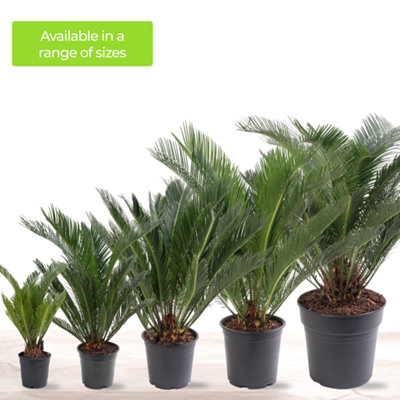Cycas Revoluta - Classic and Resilient Indoor Plant for Interior Spaces (80-90cm Height Including Pot) - 6
