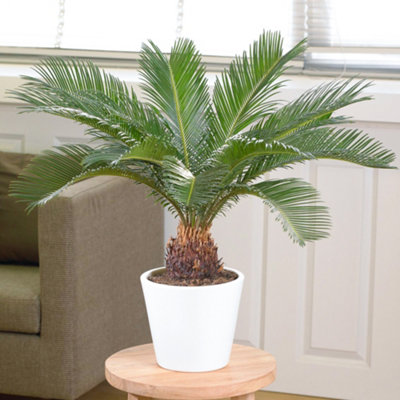 Cycas Revoluta - Hardy Sago Palm (30-40cm Height Including Pot)