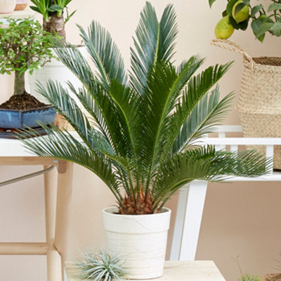 Cycas Revoluta - Hardy Sago Palm (30-40cm Height Including Pot) | DIY ...