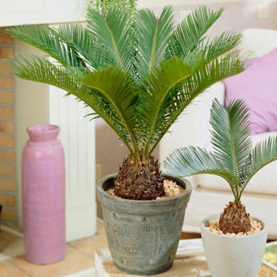 Cycas Revoluta - Hardy Sago Palm (30-40cm Height Including Pot)