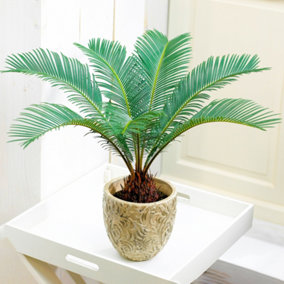 Cycas Revoluta - Hardy Sago Palm (30-40cm Height Including Pot)