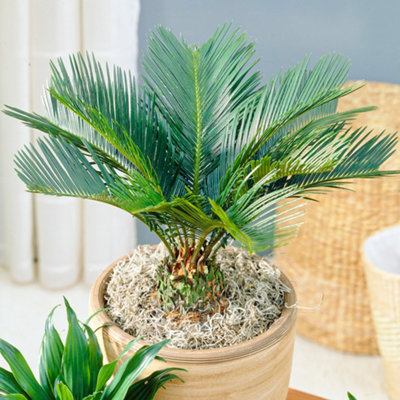 Cycas Revoluta - Hardy Sago Palm (30-40cm Height Including Pot) | DIY ...