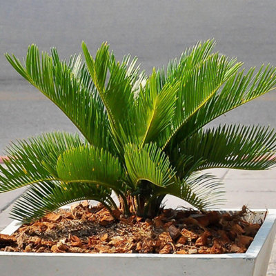 Cycas Revoluta - Hardy Sago Palm (30-40cm Height Including Pot)