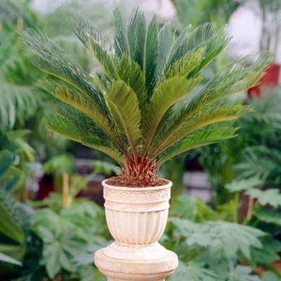 Cycas Revoluta - Hardy Sago Palm (30-40cm Height Including Pot)