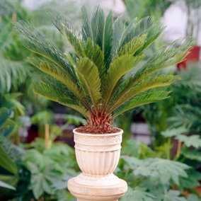 Cycas Revoluta - Hardy Sago Palm (30-40cm Height Including Pot)