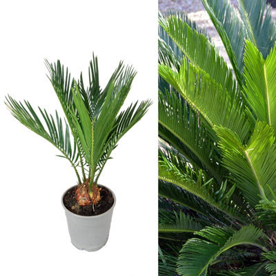 Cycas revoluta 'Sago Palm' - Indoor Plant in 11cm Pot - 35 to 4cm in ...