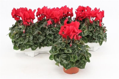 Cycl Macro Red, 510cm Pot Size, 22cm Tall, Cycad