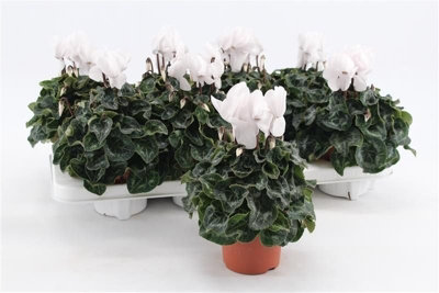 Cycl Macro White, 510cm Pot Size, 22cm Tall, Cyclamen, Indoor Houseplant