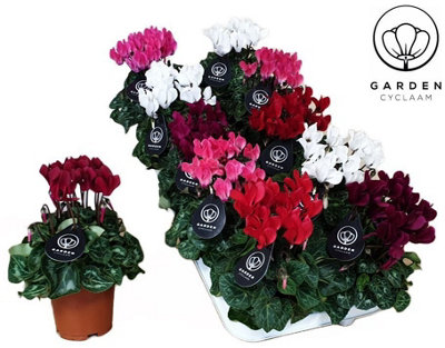 Cycl Per Garden Patio Mixed, 510cm Pot Size, 17cm Tall, Cyclamen ...